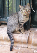 Chat tigr&eacute; curieux sur les marches